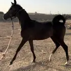 مهر ولد نيروز عنايه