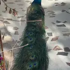طاووس