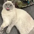 قطو هملايا تبني
