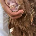 خروف نعيمي للبيع