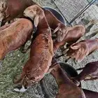 ذبايح سواكني حمري