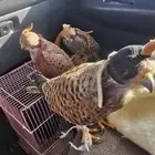 شبوط او بيشق للبيع