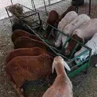 طليان سواكني ذبايح