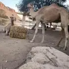 أجار جمال ركبي وا خيول وا دبابات بي اليوم وا الاسبوع