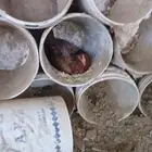 دجاج باكستاني سندي