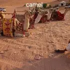 أجار جمال رحول قليصه وا خيول بي اليوم وا الاسبوع وا الشهر