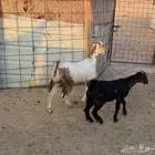عنز