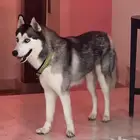 كلبه هاسكي للتبني بجده فقط