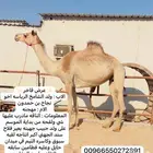 هجن بنت ولد الشامخ الرياسه اخو نجاح بن حمدون ولقحه