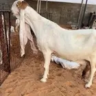 عنز صنف نادرة