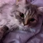 قطة شيرازي للتبني