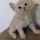 تبني قطط صغيره