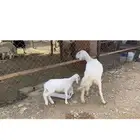 للبيع متبع حريه كفو تحتها رخل
