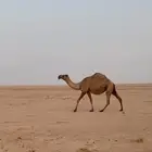 خفوت رمانيه