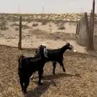 جفرات