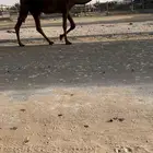 القحه كفو