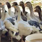 طيور بيت الزاجل