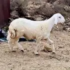خروفين جبره