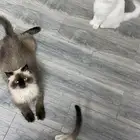 قطط