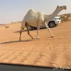 لقحه وضحا كفو