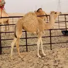 Hagan Khalfa with a calf under her on Genghis and a producer