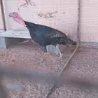 ديك وثلاث دجاج