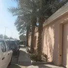 4حبات نخل عربي للبيع