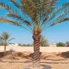 نخل خلاص فاخر للبيع