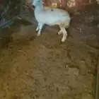 رخل جذع بلدي