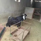 تيس عارضي سديس