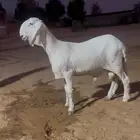 جذع ساكني ابيض