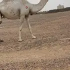 للبيع لقحه وضحى طيبه