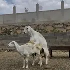 فحل السن ثني على شرط ونتاجه طيب
