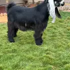 للبيع جذع معرف