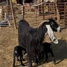 عنز عارضيه رغوث حدرها ثنين