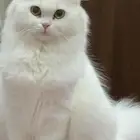 قطة العمر سنة