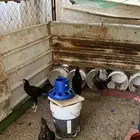 دجاج بلدي في نجران