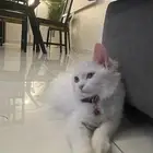 قط شيرازي للتبني