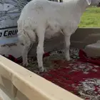 خروف حري للبيع