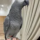 للبيع كاسيكو بالقفص