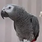 كاسكو اليف ومتكلم العمر سنه ونص