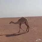 للبيع حاشي طيب حليب
