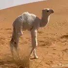 قعدان للبيع