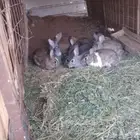 أرانب  العدد10 وفيها اثنين ذكور وثمانية إناث