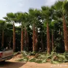 يوجد لدينا نخل واشنطني عربي ملوكي فروخ روثان خلاص برحي وغيره