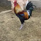 ديك اصيل