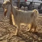 عنز رغوث صفرا كفو