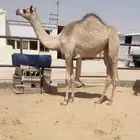 بكره هجن كفو شكل وسلاله