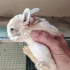 ارانب عمر شهر 4 حبات