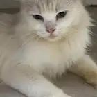 قطه شيرازيه بيضاء ضال ه تحتاج إلى تبني عاجل.